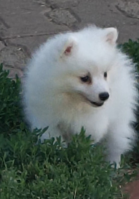 Les chiots de Spitz japonais