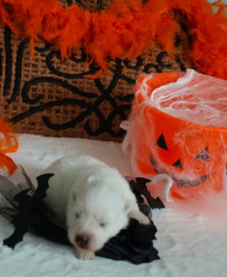 Les chiots de Spitz japonais