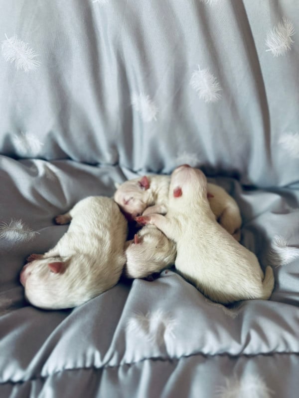 Spitz japonais - Of Fantasia Lover Land