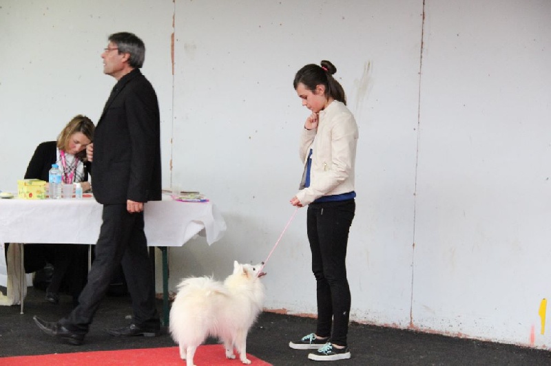 CH. Jitsuko the snow bear Of Fantasia Lover Land - 1 EXCELLENT CACS RCACIBCLASSE OUVERTE FEMELLE