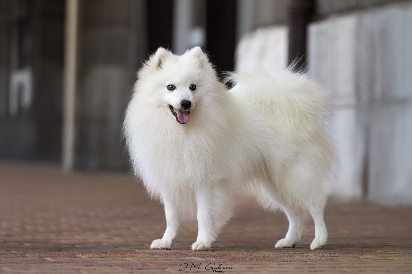 CH. Soodsawaat edward cullen Of Fantasia Lover Land - Clage champion male