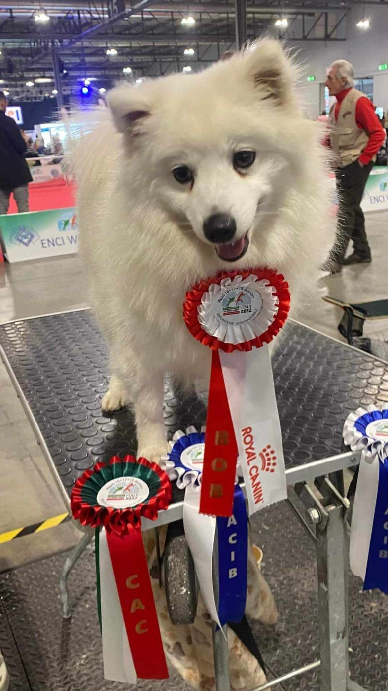 CH. Small world hera Of Fantasia Lover Land - Classe champion femelle