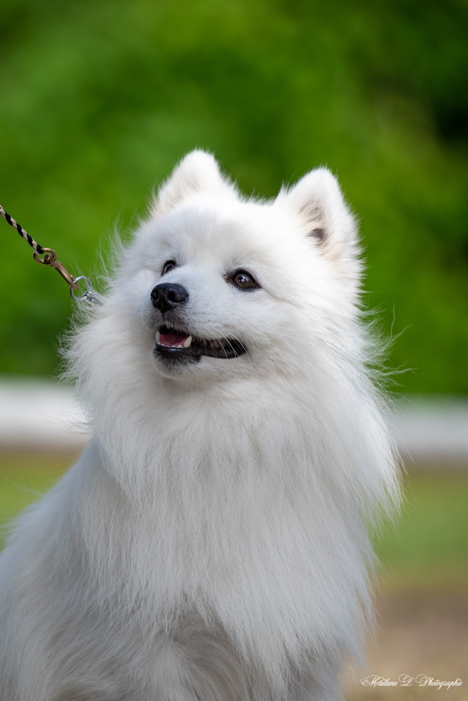 CH. Vascendo stella morningstar Of Fantasia Lover Land - Classe jeune male