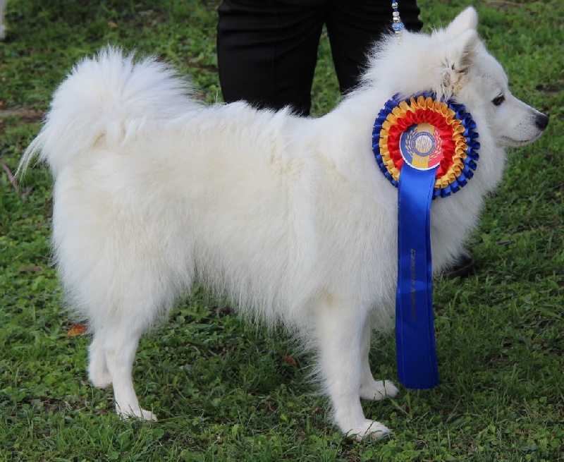 CH. Jitsuko the snow bear Of Fantasia Lover Land - 1 EXCELLENT CAC BOB BEST FEMELLE BOS