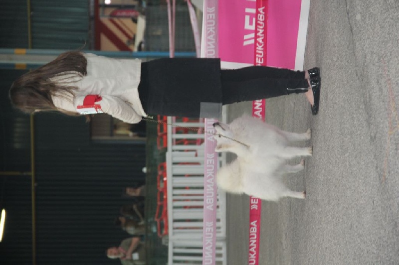 CH. Jitsuko the snow bear Of Fantasia Lover Land - 2 EXCELLENT RCACS