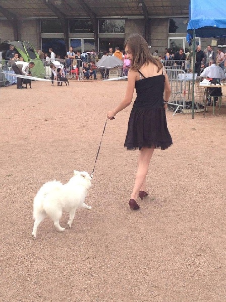 CH. Jitsuko the snow bear Of Fantasia Lover Land - TRES PROMETTEUR MEILLIEUR PUPPY