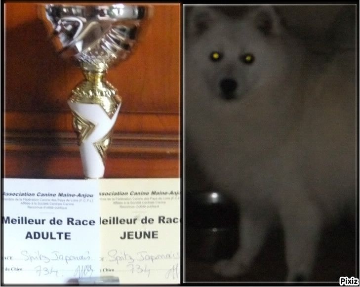 CH. Jitsuko the snow bear Of Fantasia Lover Land - 1 excellent en classe jeune meillieur de race jeune et maillieur de race adulte