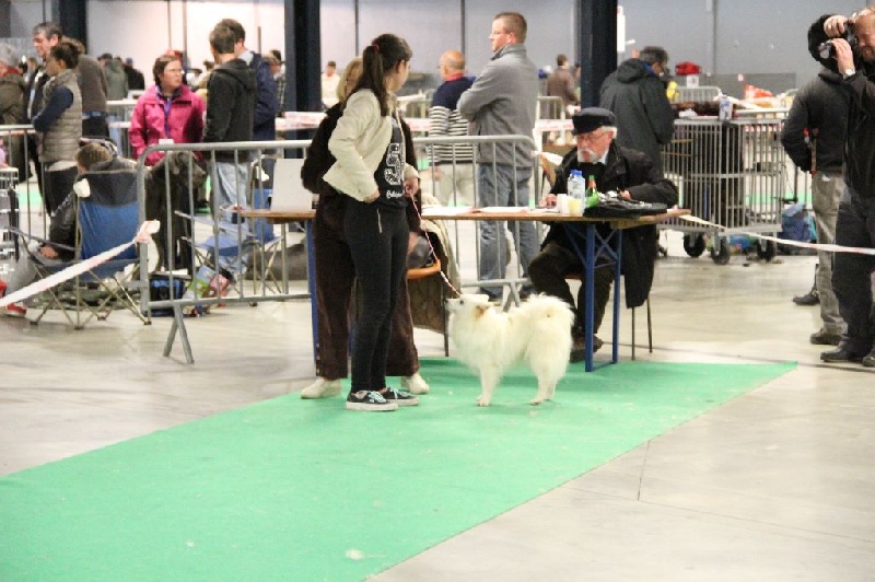 CH. Jitsuko the snow bear Of Fantasia Lover Land - CLASSE CHAMPION FEMELLE 1 EXCELLENT MEILLEUR DU SEXE OPPOSE