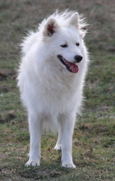 CH. Jitsuko the snow bear Of Fantasia Lover Land - 2 excellent RCACS