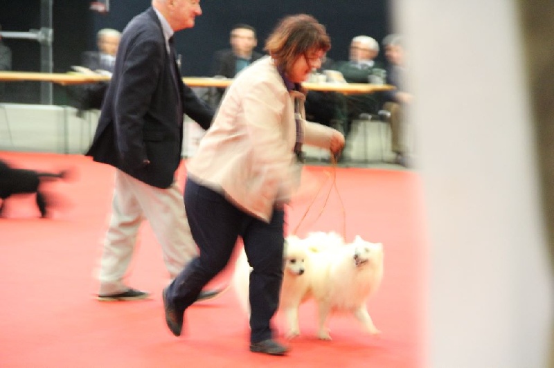 CH. Jitsuko the snow bear Of Fantasia Lover Land - 3 MEILLEUR COUPLE TOUTES RACE CONFONDU