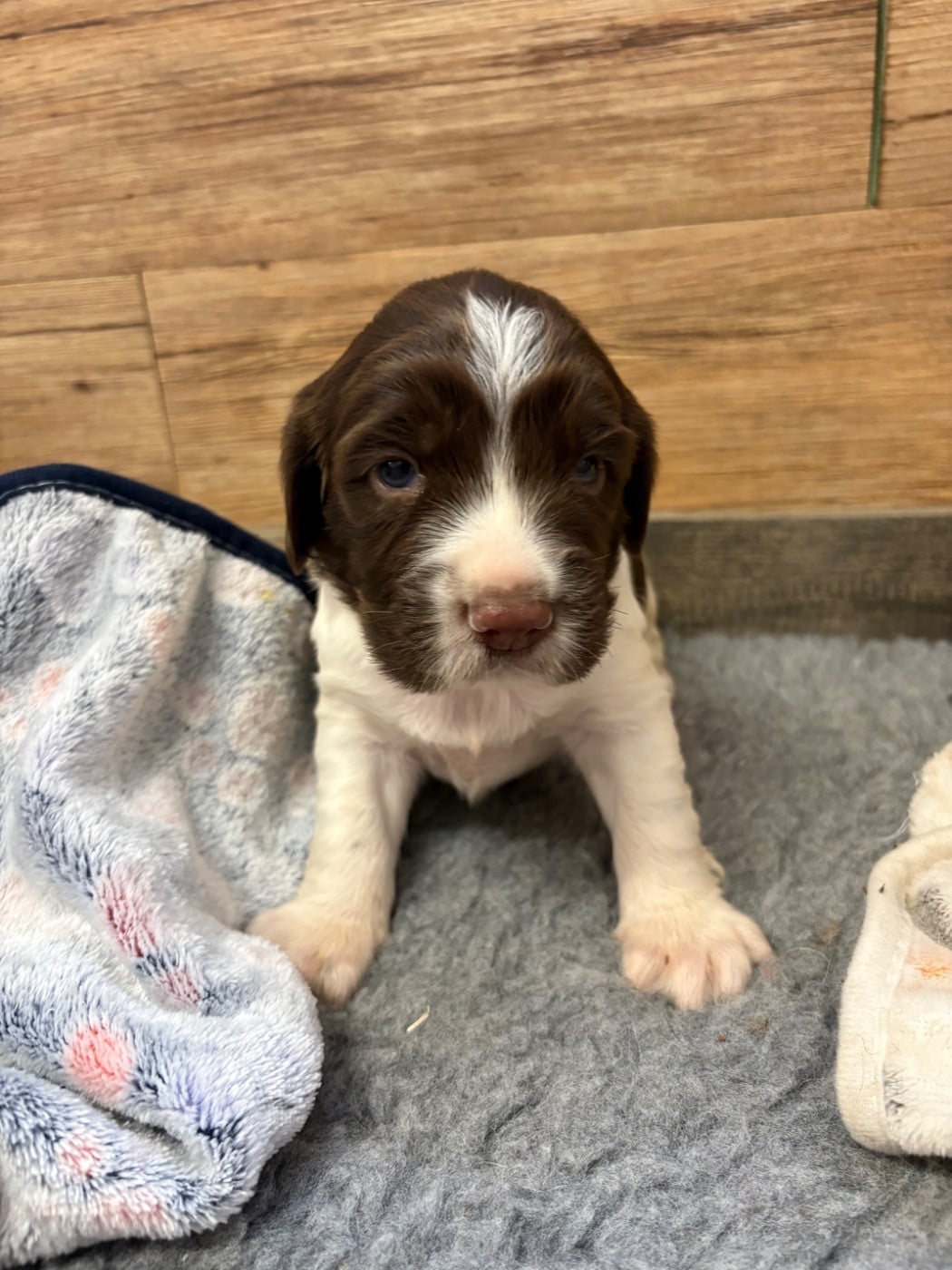 CHIOT 3