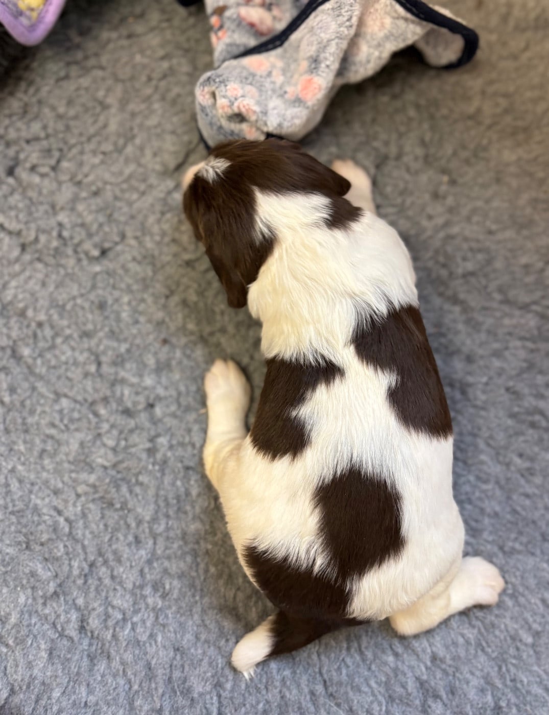 CHIOT 3