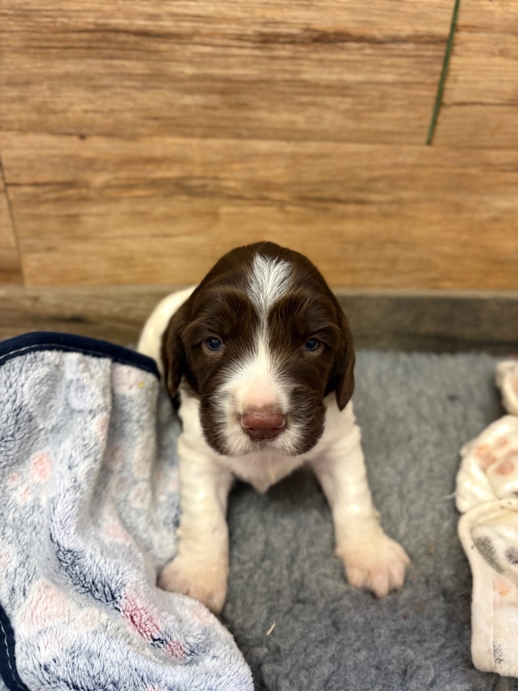 CHIOT 3
