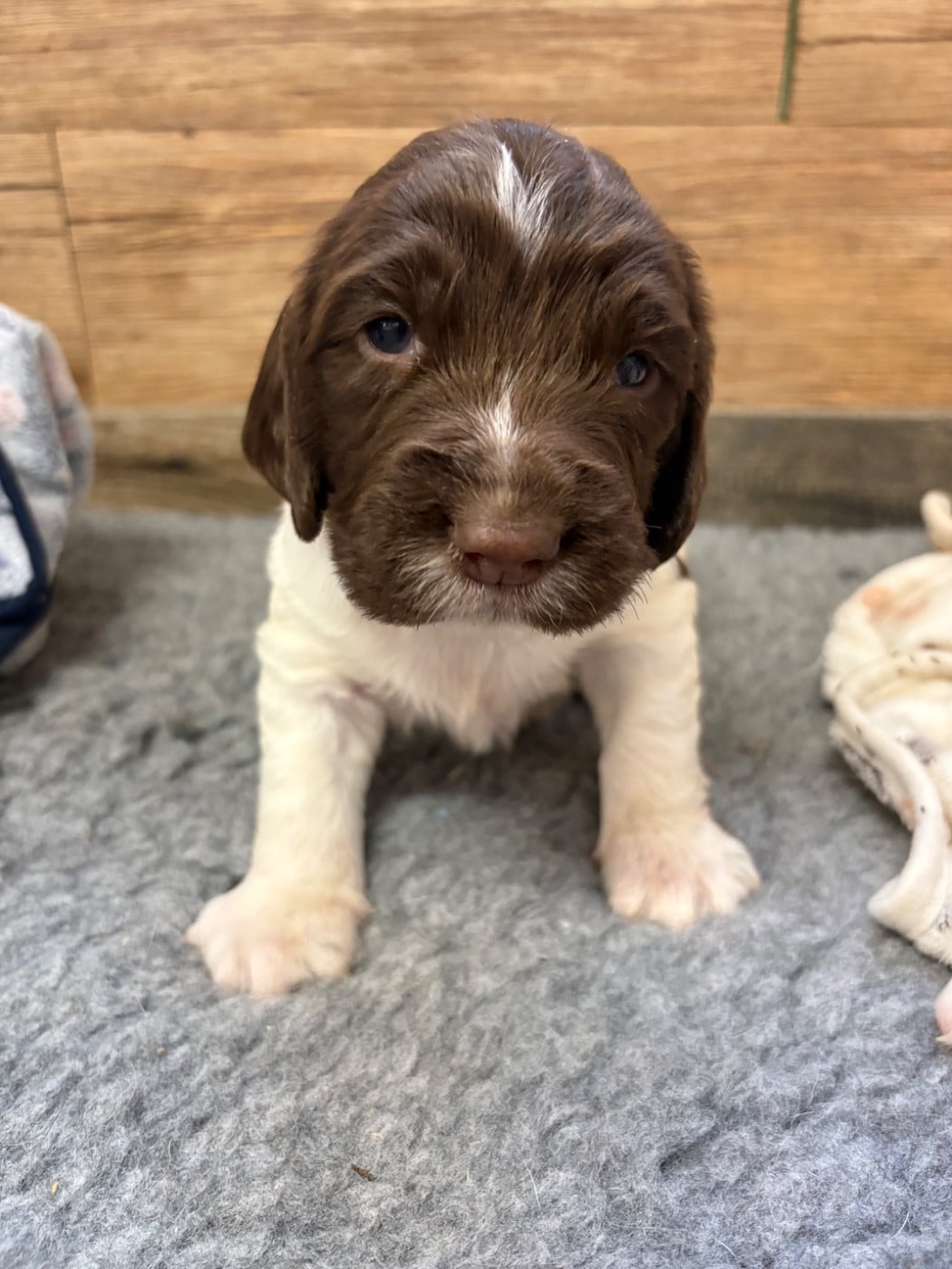 CHIOT 4