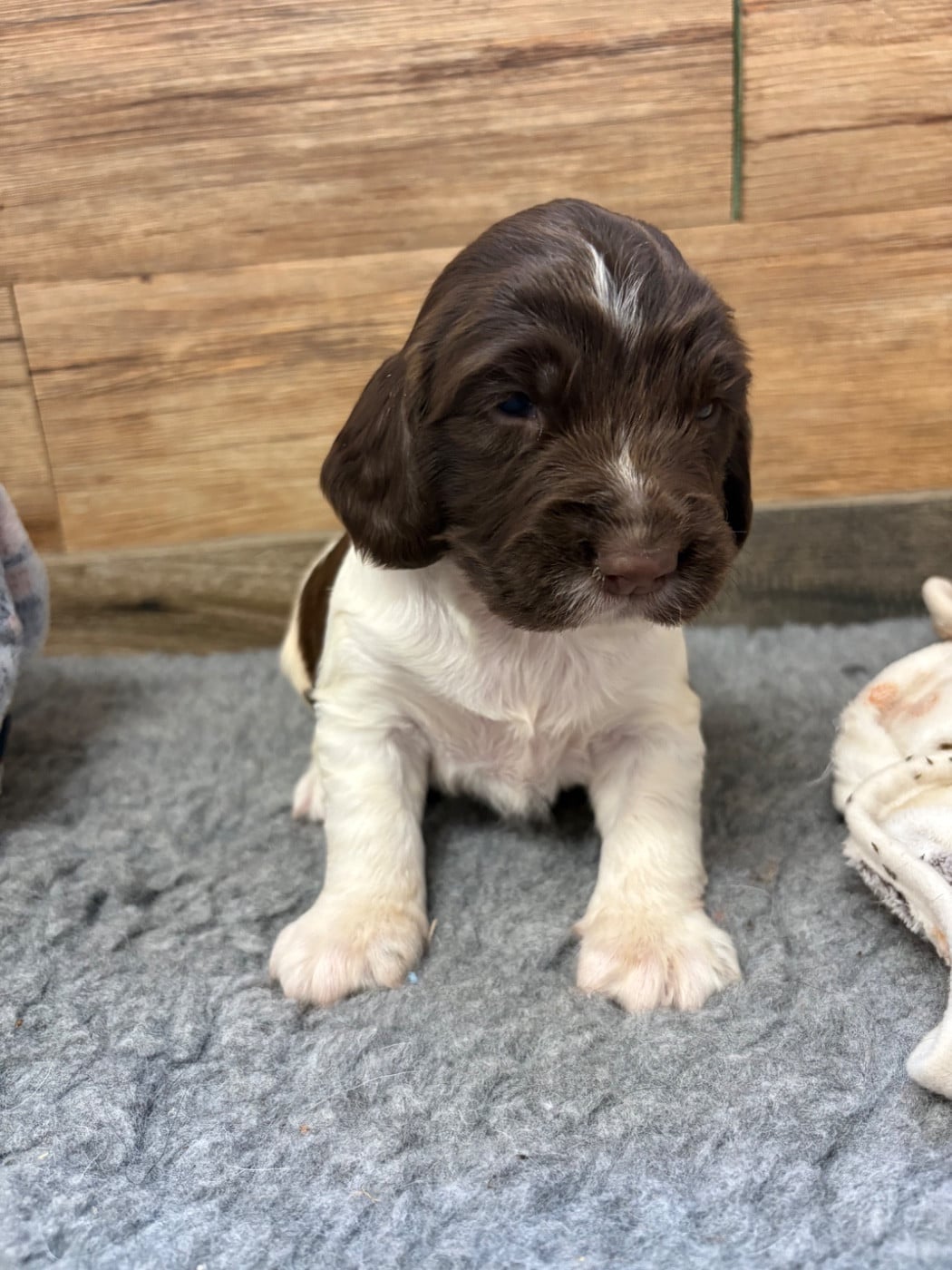 CHIOT 4