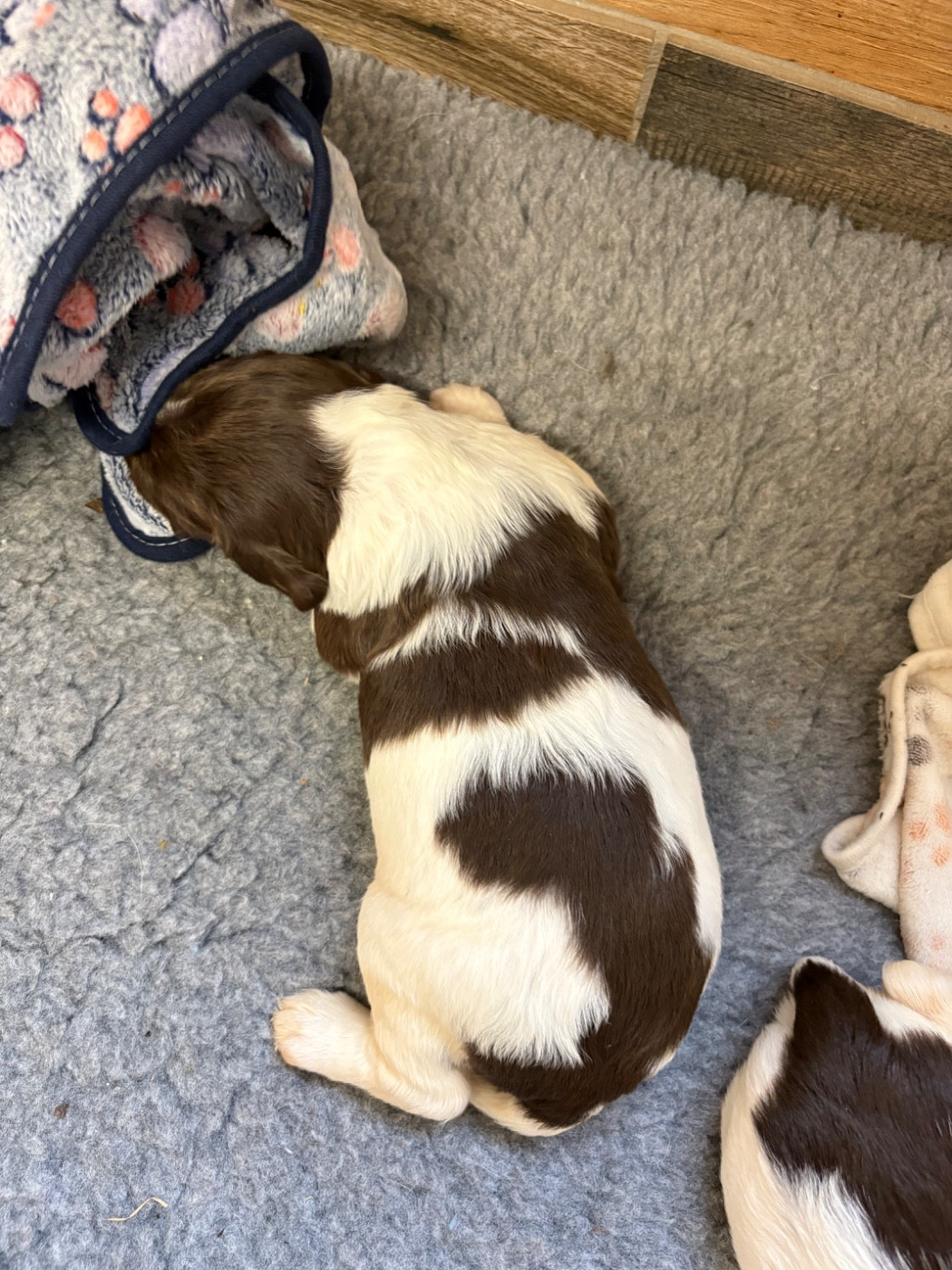 CHIOT 4
