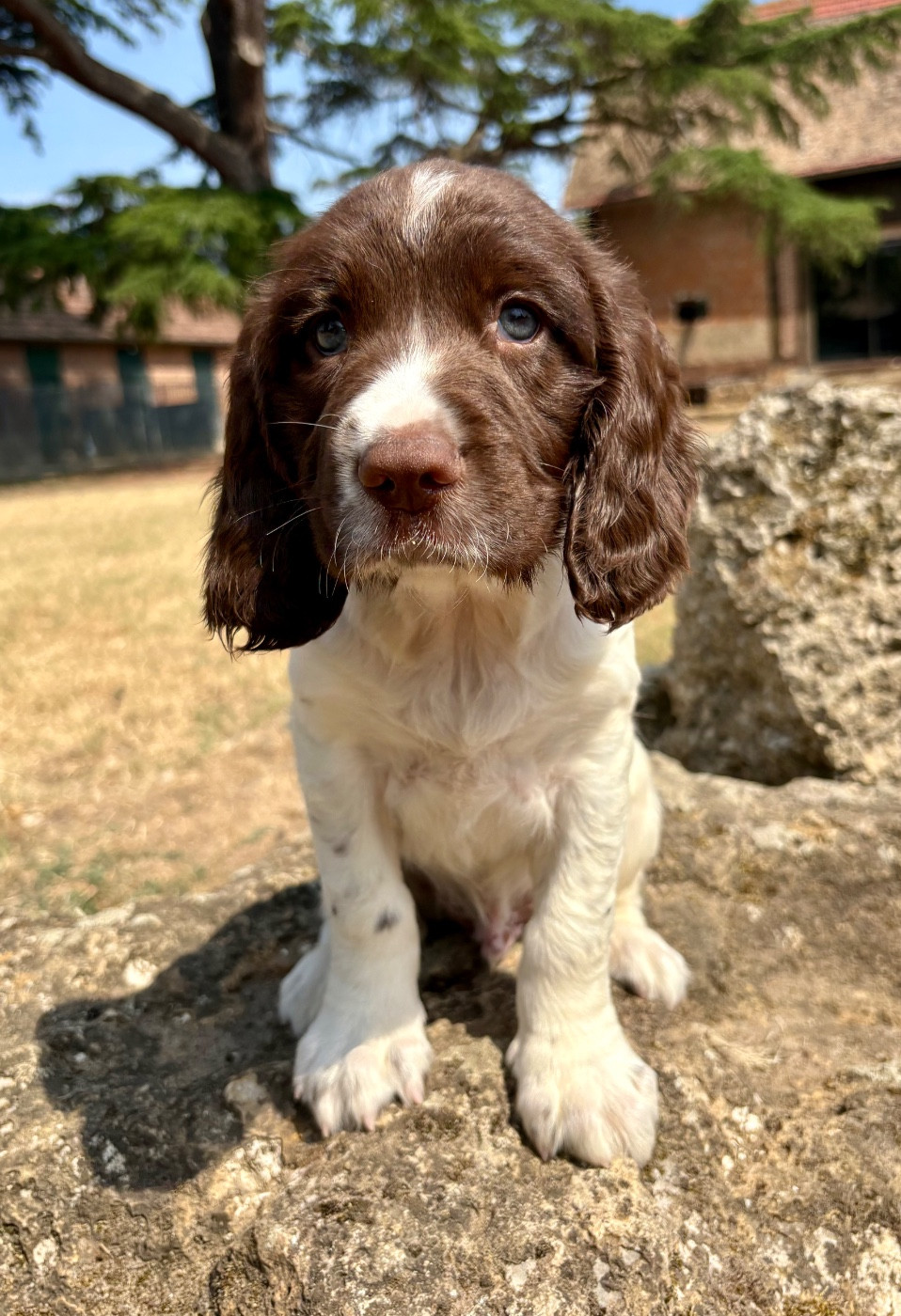 Buster