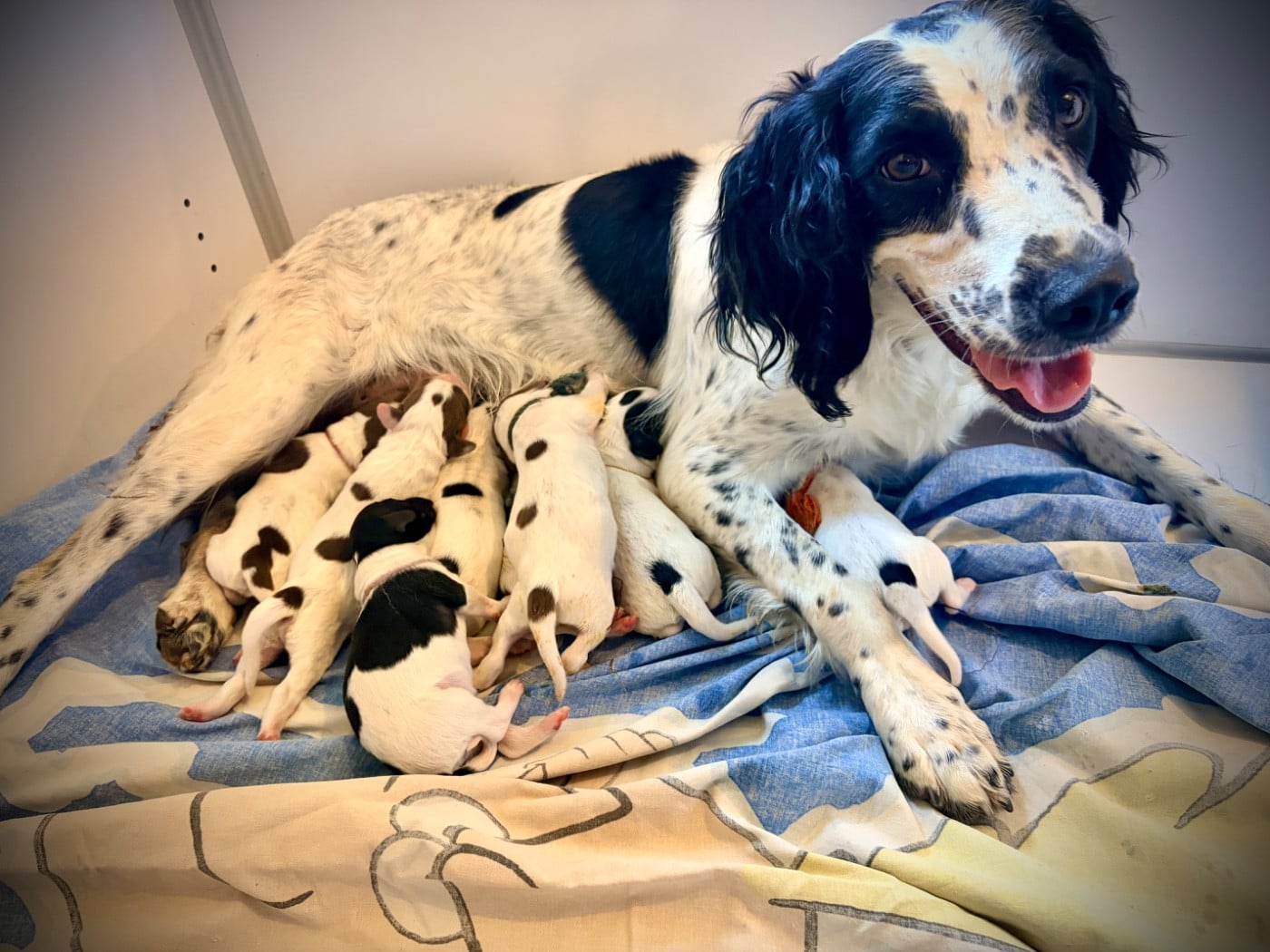 Chiot English Springer Spaniel