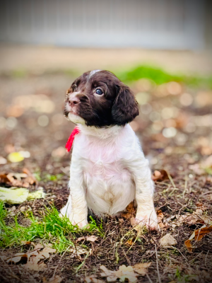 Les chiots de English Springer Spaniel