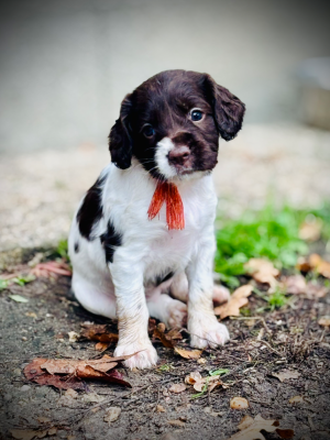 Les chiots de English Springer Spaniel