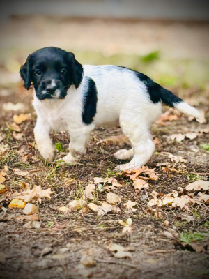 Les chiots de English Springer Spaniel