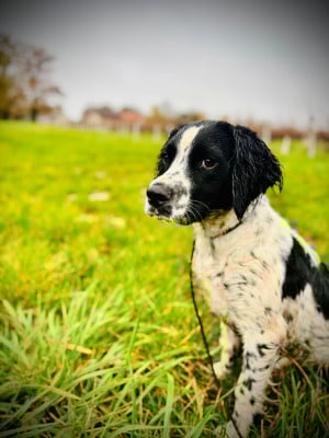 Les chiots de English Springer Spaniel