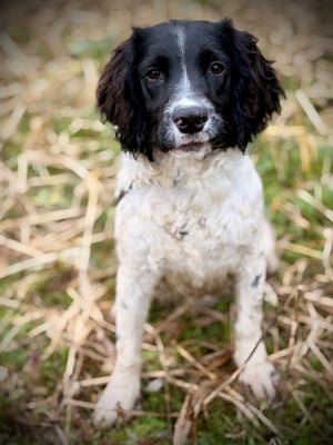 English Springer Spaniel