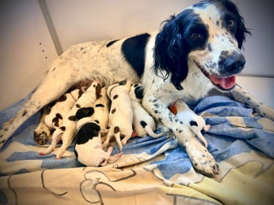 Les chiots de English Springer Spaniel