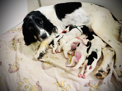 Les chiots de English Springer Spaniel