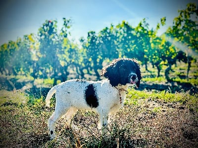 Les chiots de English Springer Spaniel