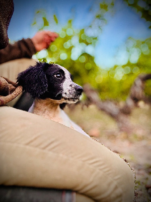 Les chiots de English Springer Spaniel