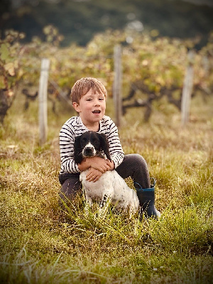 Les chiots de English Springer Spaniel