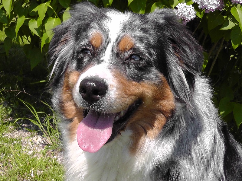 Publication : du Feeling de Nolister Auteur : Du Pays aux Longs Hivers