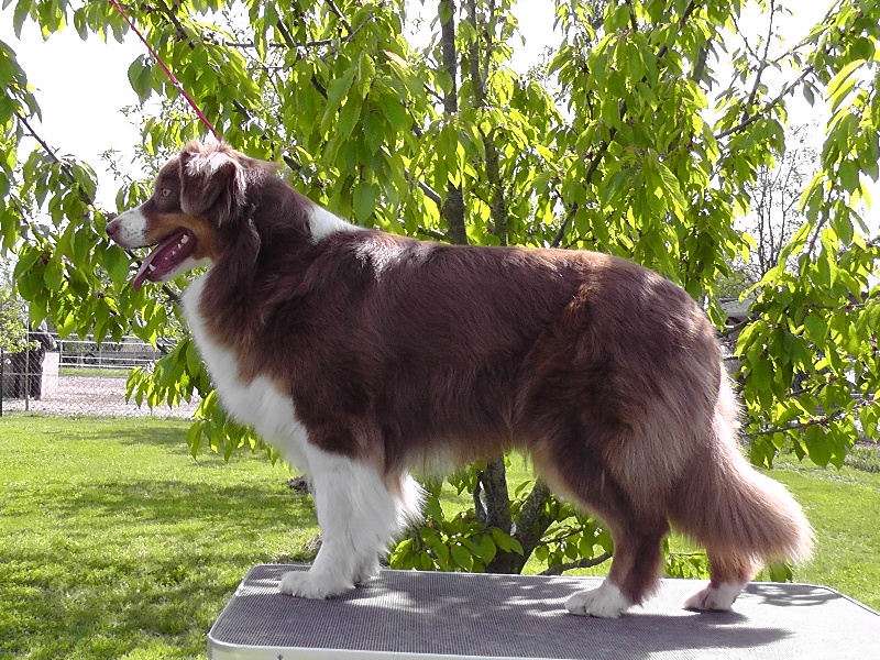 Elite De L'Airial De Brume