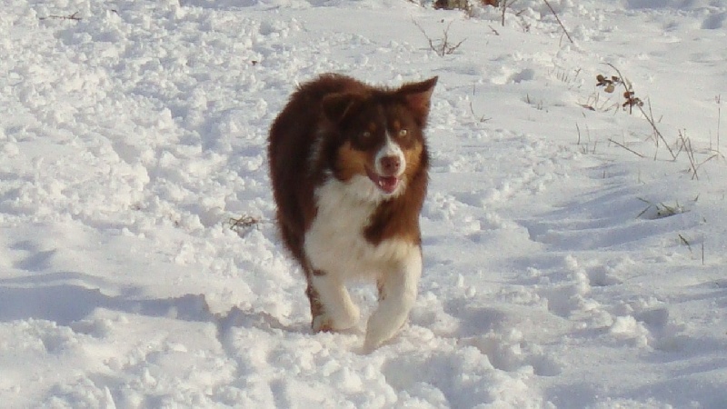 Elite De L'Airial De Brume