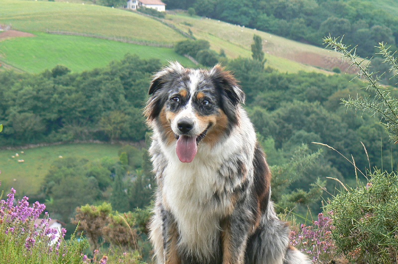 Publication : du Feeling de Nolister Auteur : Du Pays aux Longs Hivers