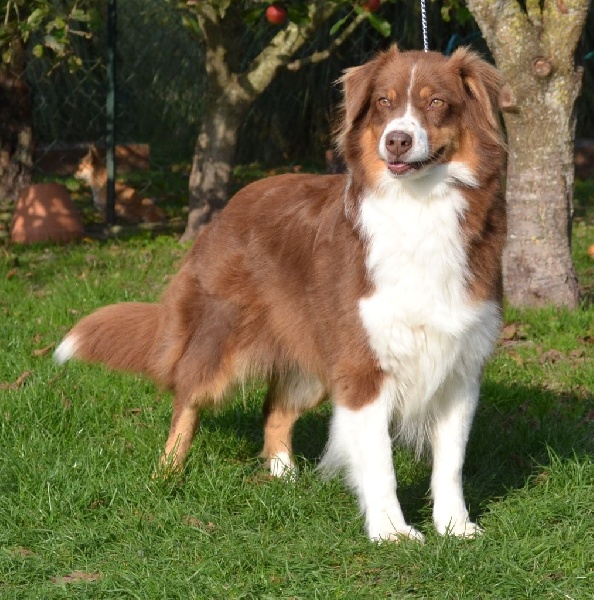 Elite De L'Airial De Brume