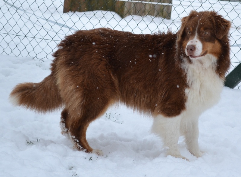 Elite De L'Airial De Brume