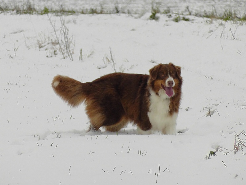 Elite De L'Airial De Brume