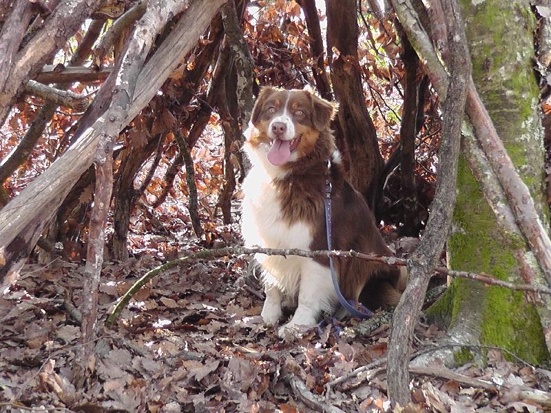 Elite De L'Airial De Brume