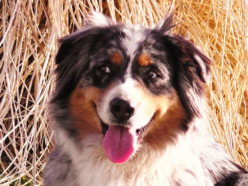 Publication : du Feeling de Nolister Auteur : Du Pays aux Longs Hivers