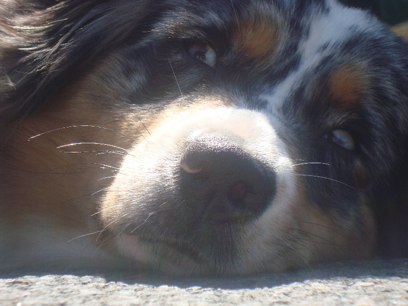 Publication : du Feeling de Nolister Auteur : Du Pays aux Longs Hivers