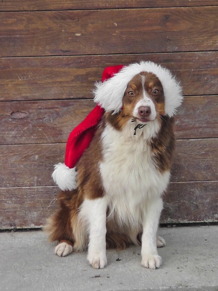 Elite De L'Airial De Brume