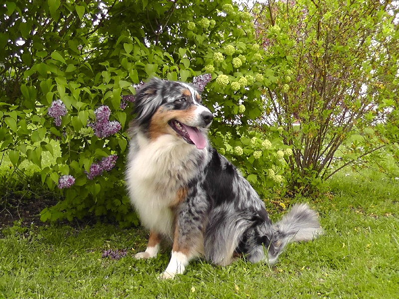 Publication : du Feeling de Nolister Auteur : Du Pays aux Longs Hivers