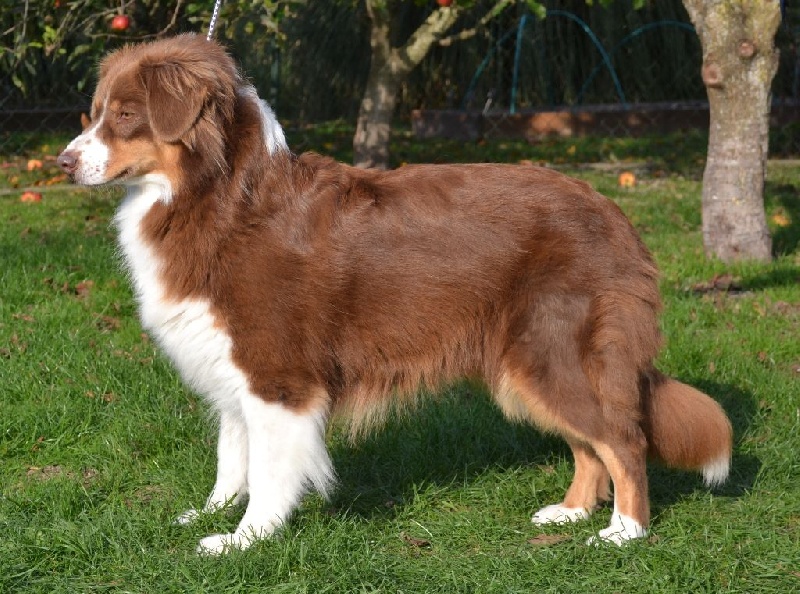 Elite De L'Airial De Brume