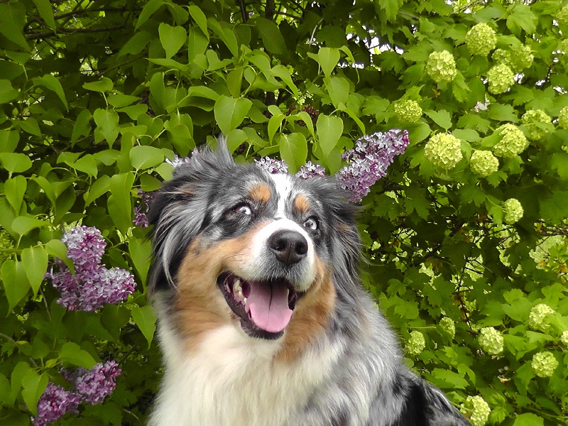 Publication : du Feeling de Nolister Auteur : Du Pays aux Longs Hivers