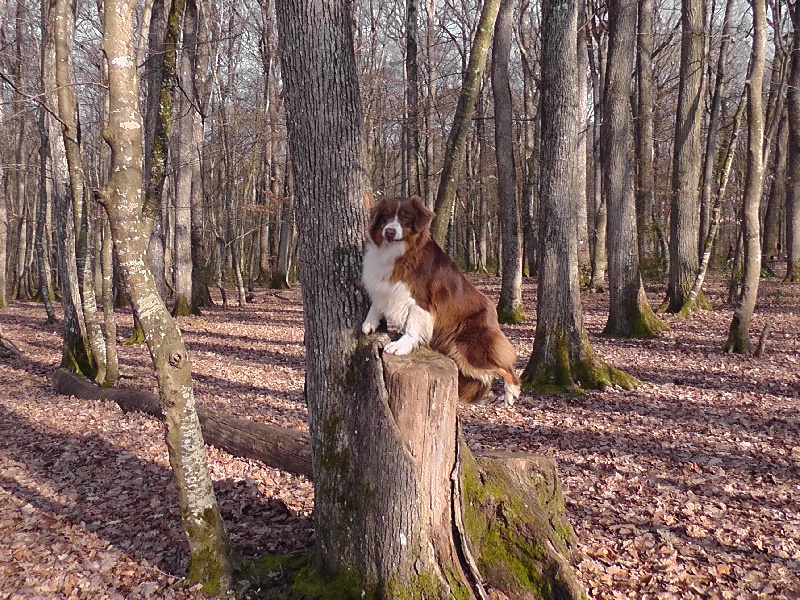 Elite De L'Airial De Brume
