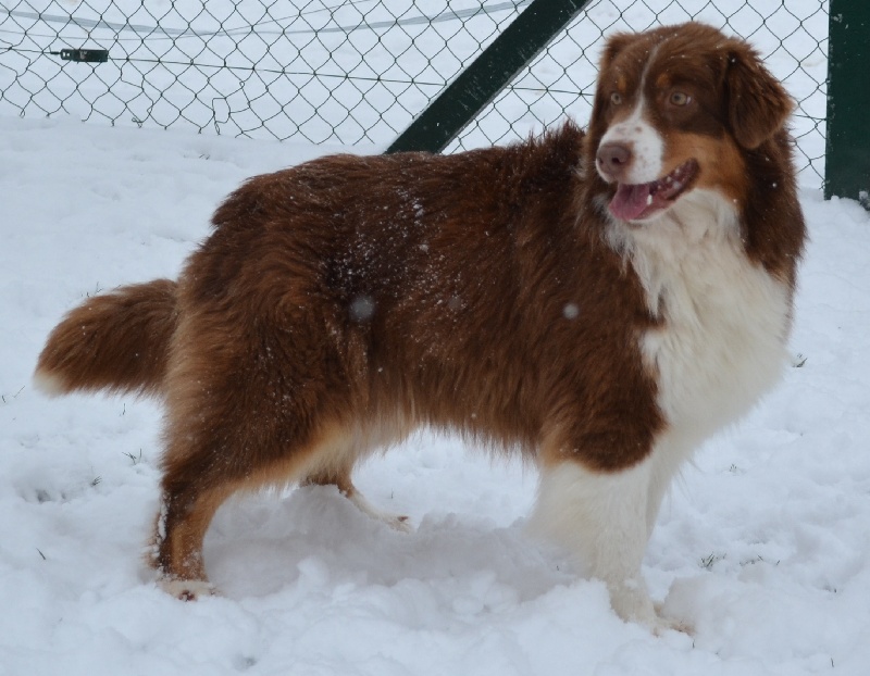 Elite De L'Airial De Brume