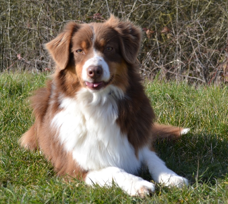 Elite De L'Airial De Brume