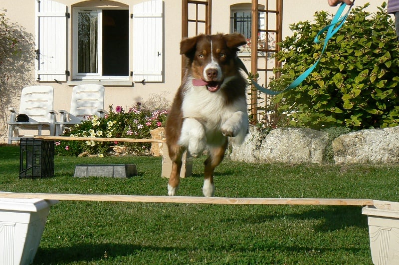 Elite De L'Airial De Brume